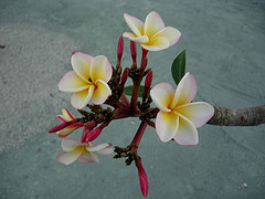 126927453_f96e94fbb0_m