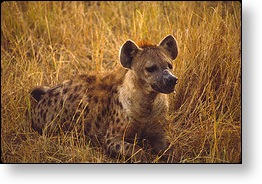 hyena
